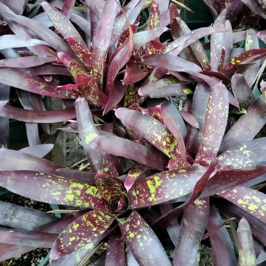 Bromeliad Plant - Neoregelia Gympie Parade - Colorful Offset - Tropical Indoor Houseplant