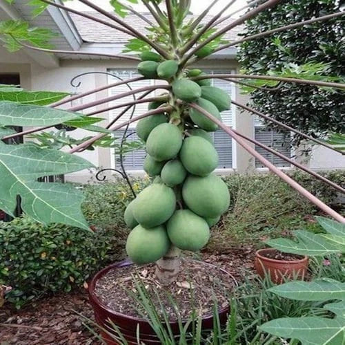 Papaya Seeds - Solo Sunset Variety - Fast Growing Fruit Tree - Carica papaya - Shipped with Tracking