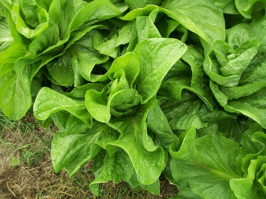 Sugar Loaf Endive Seeds - 750 Count - NON-GMO Heirloom Variety - Cichorium endivia