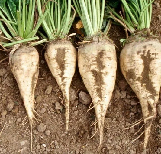 Sugar Beet Seeds 100 Ct Non-GMO Heirloom Vegetable Seeds for Garden, Beta vulgaris, USA, Free Shipping