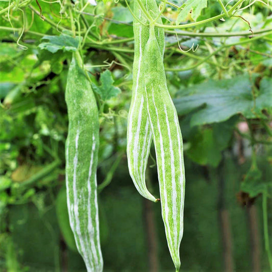 Snake Gourd Plant | White Striped Green Serpent Luffa Squash | Momordica charantia 2025
