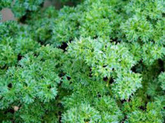 Heirloom Parsley Seeds, Triple Curled, Non-GMO, 500 Seeds, Petroselinum crispum
