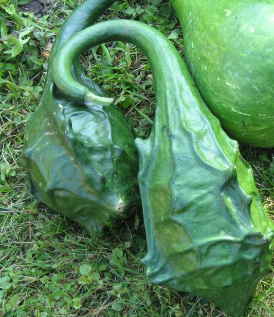 Dragon Gourd Seeds, 12 Seeds, Edible Caveman's Club, Lagenaria siceraria