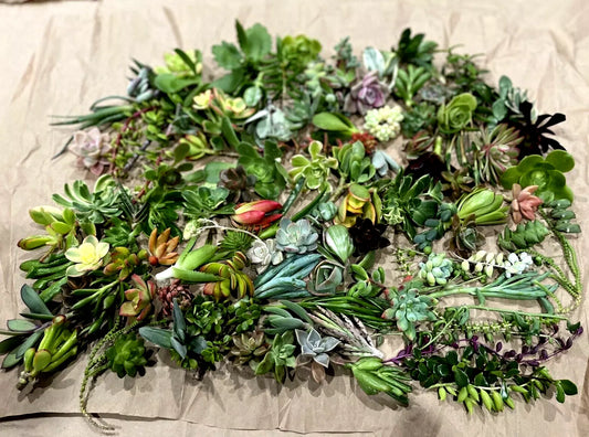 50 Random Succulent Cuttings - Healthy Floret Starter Plant Cuttings for Gardening - Assorted Varieties