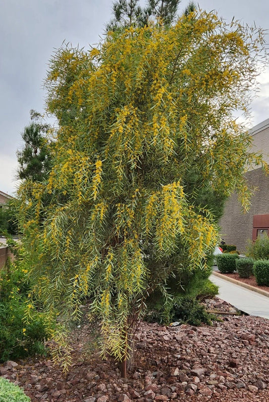 Acacia Saligna Seeds - 25 Orange Wattle Seeds - Australian Golden Wattle - Drought-Tolerant Native Plant Seeds