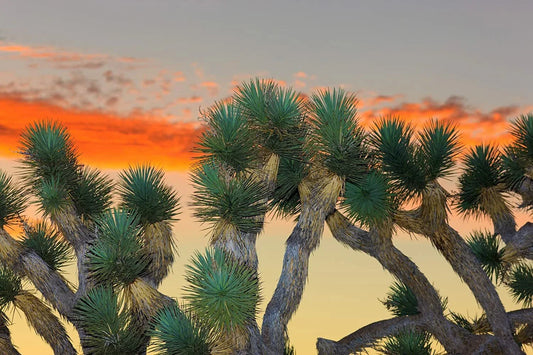 Joshua Tree Bonsai Seeds - 10 Pack - Grow Unique Joshua Tree (Yucca brevifolia) Bonsai