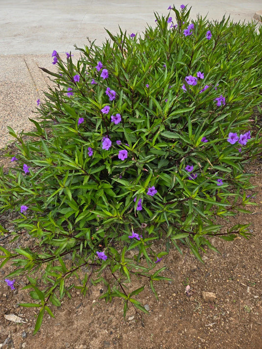 Mexican Petunia Plants - 10 Rooted Plants, Attracts Butterflies & Hummingbirds, Ruellia simplex