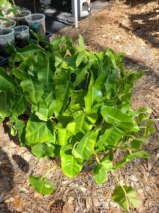 Philodendron 'Burle Marx' Live Plant Cutting 5-7" | Tropical Indoor Houseplant | Rare Variety