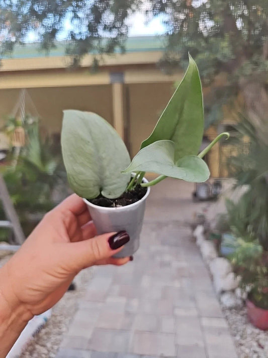 Scindapsus Platinum Java Silver Hero Live Plant - 2.5" Pot - Rooted Houseplant (Scindapsus Pictus)