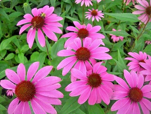 Purple Echinacea Seeds 100 Count, Coneflower, Large Daisy-Like Flowers, Echinacea purpurea, USA Seller
