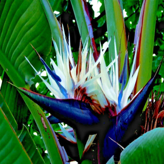 Giant White Bird of Paradise Seeds - Strelitzia nicolai - Tropical Flower Plant Seeds for Garden and Landscaping