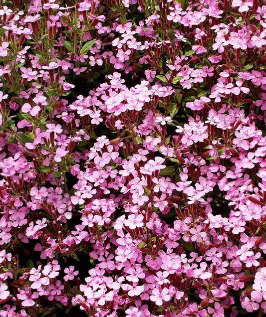 Rock Soapwort Groundcover Seeds, Pink Spreading Perennial, Non-GMO, 1000 Seeds, Saponaria ocymoides