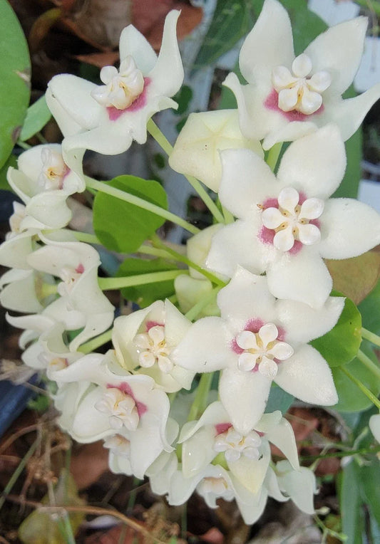 Hoya Australis Live Plant in 2.5" Pot - Rooted Vine with Fragrant Wax Flowers - Perfect Indoor Houseplant