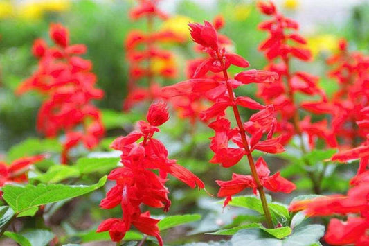 Red Scarlet Salvia Seeds - Non-GMO Annual & Perennial Hummingbird Flowers - 500 Seeds