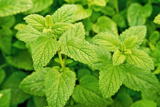 Lemon Balm Seeds for Planting, Melissa officinalis, Popular Garden Herb, Easy to Grow, Culinary and Medicinal Uses
