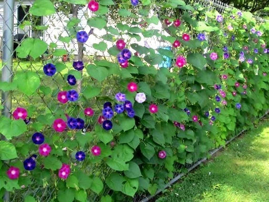 Morning Glory Flower Vine Seeds - Ipomoea purpurea Mix - Fast Hardy Climbing Plants for Garden