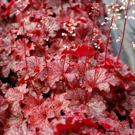 Heuchera Coral Bell Plant - Forever Red - 4" Pot - Vibrant Foliage - Colorful Perennial for Gardens