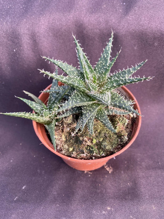 Dwarf Aloe Plant in 3" Pot, Aloe haworthioides, Succulent, Low Maintenance Indoor Plant, Perfect for Home Decor