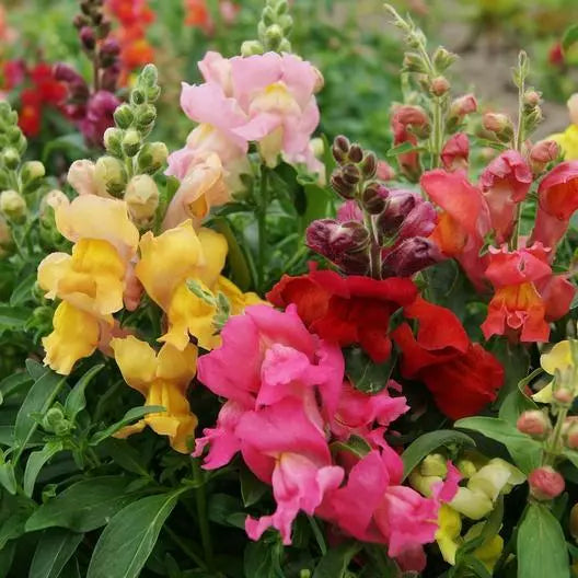 Snapdragon Seeds - MAGIC CARPET MIX - MultiColored Blooms for Butterflies - Non-GMO - 1000 Seeds