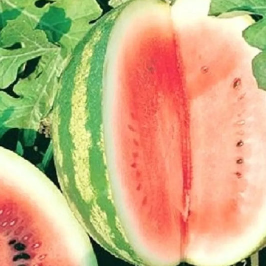 Crimson Sweet Watermelon Seeds | Heirloom NON-GMO | Bulk Pack | Citrullus lanatus