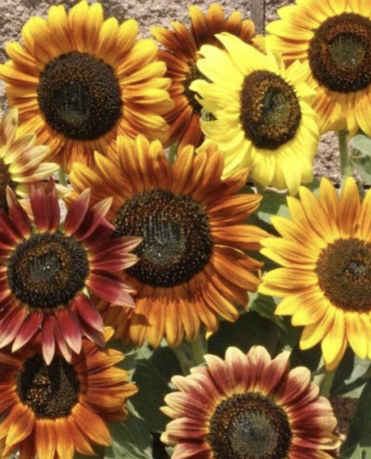 Sunflower Seeds - Autumn Beauty Variety - Helianthus annuus - 100+ Seeds for Planting
