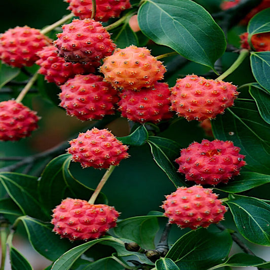 Kousa Dogwood Tree Seeds - Chinese Milky Way - Hardy 5 - White Flowers, Red Fruit - Cornus kousa