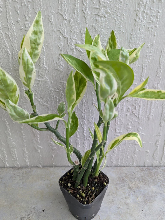 Variegated Devil's Backbone Plant - 2.5" Pot with Bigger Leaves - Euphorbia tithymaloides - 5 Stems per Rooted Pot