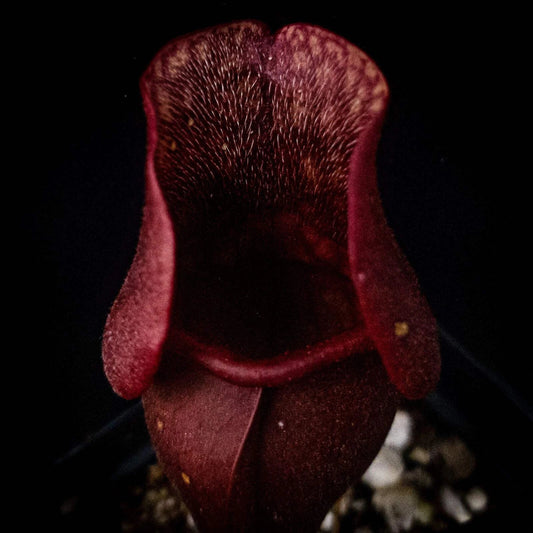 Sarracenia Purpurea Venosa Red Pitcher Plant - Carnivorous Plant with Unique Red Veins