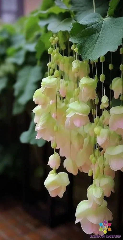 25 Yellow Weeping Begonia Seeds for Garden Planting, Free Shipping - Begonia x semperflorens
