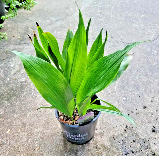Dwarf Aspidistra Elatior - Tiny Tank Plant, Cast Iron Plant - Low Light Houseplant for Indoor Decor