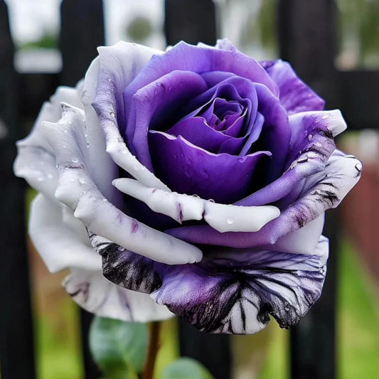 Rare Purple and White Twin Rose Seeds - 20pcs, Beautiful Garden Blooms, Rosa spp.