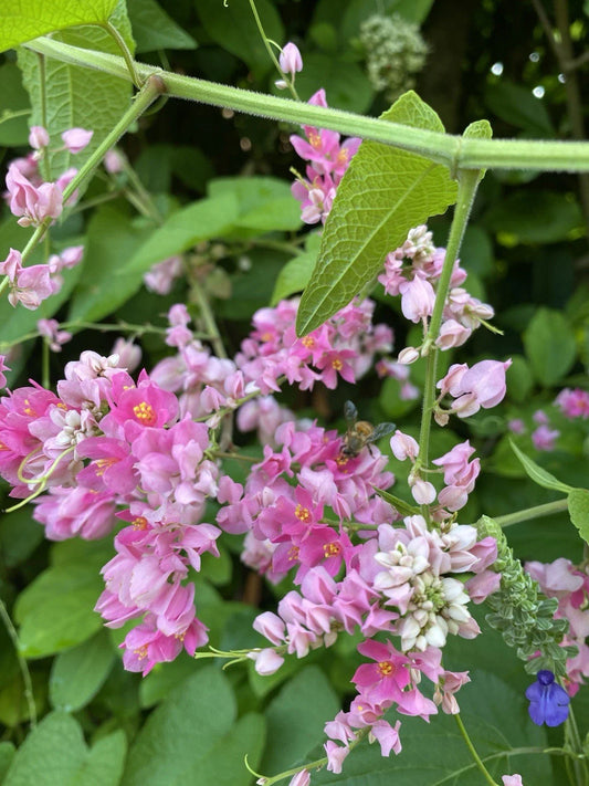 Mexican Creeper Vine Plant for Pollinators, Pink Flowers, Privacy Cover Plant, Antigonon leptopus