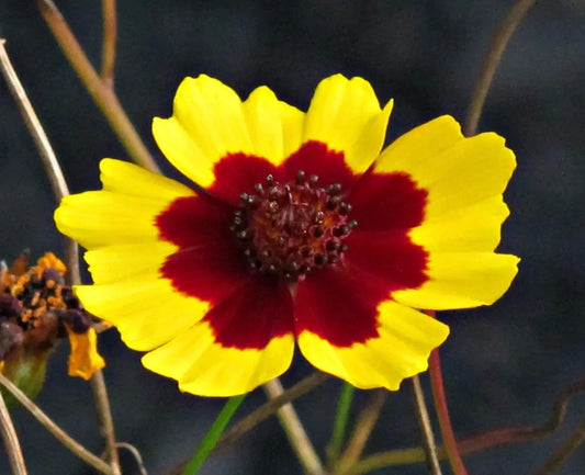 Plains Coreopsis Seeds - 200+ Count - Edible, Medicinal, Drought Resistant - Coreopsis tinctoria