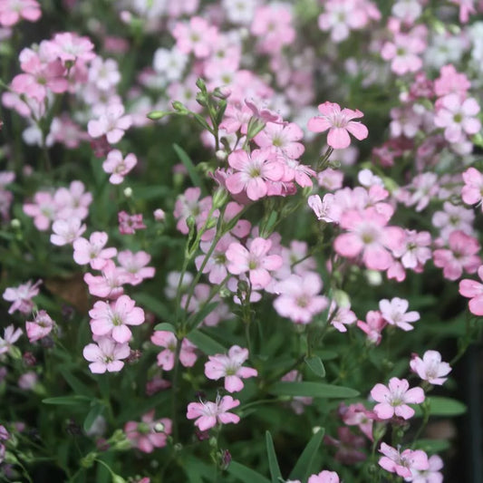 325 Seeds Baby's Breath Pink Annual Flower, Gypsophila elegans, USA Grown - Buy 15, Ships Free