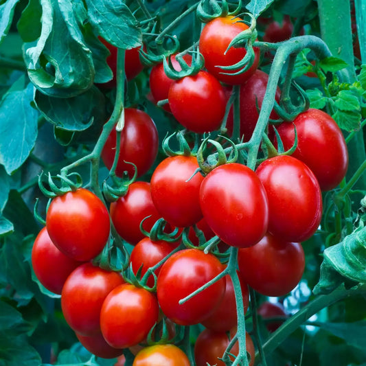 Heirloom Organic Cherry Tomato Seeds - 50+ Non-GMO Sweet Seeds - Perfect for Home Gardening