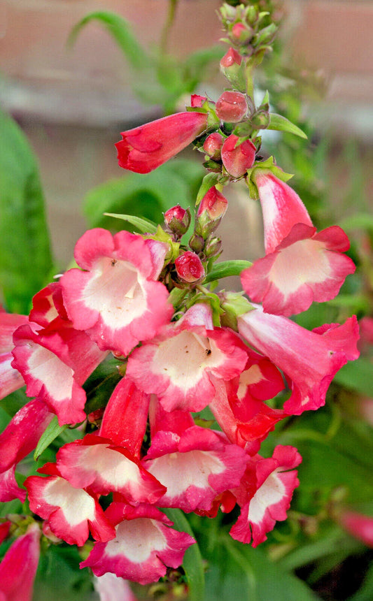 Pink Penstemon Seeds, 100 Count, Beardtongue, Penstemon hartwegii, Flower Seeds for Garden Planting, Maries Green Garden