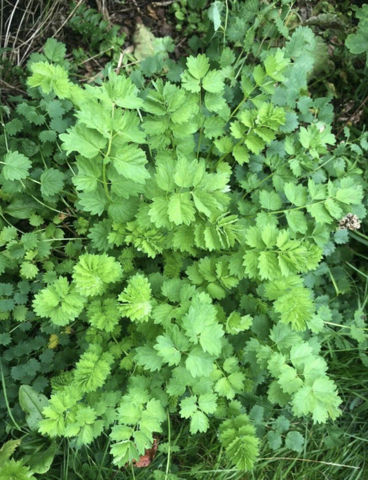 Salad Burnet Seeds - 60+ Non-GMO Open Pollinated - Sanguisorba minor Herb
