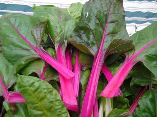 Swiss Chard Seeds - Pink Lipstick - Non-GMO Colorful Salad Variety - Multiple Sizes Available - Beta vulgaris