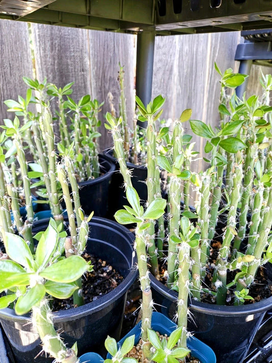 Pereskiopsis spathulata Grafting Stock Cactus - 4" Rooted - Two Pack, Ideal for Grafting and Planting