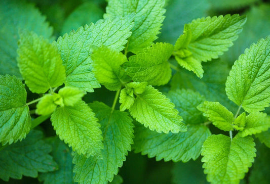 Lemon Balm Seeds 200+ Non-GMO Culinary Medicinal Herb Seeds Melissa officinalis Fresh