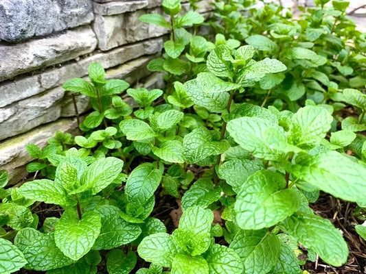 Mint Seeds - 500 Count - Fresh Culinary Herb - Mentha spp. - 2024 Harvest - USA Grown