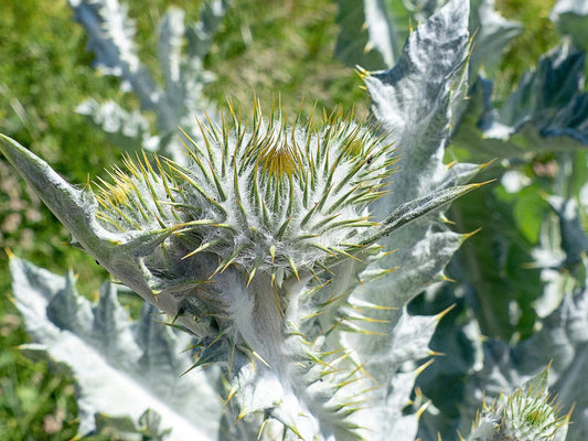 Silver Thistle Seeds - 200+ Pack for Garden Planting - USA Native Plant - Cirsium arvense