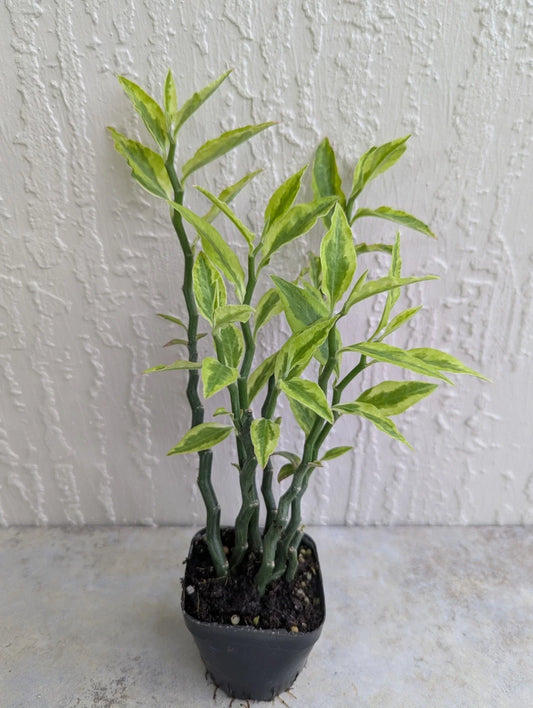 Variegated Devil's Backbone 2.5" Pot - 6 Stems Per Rooted Plant (Euphorbia tithymaloides)
