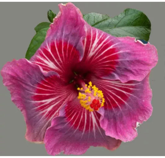 Tropical Hibiscus Starter Plant - ME OH MY OH-Small - Rooted Exotic Variety - Hibiscus rosa-sinensis