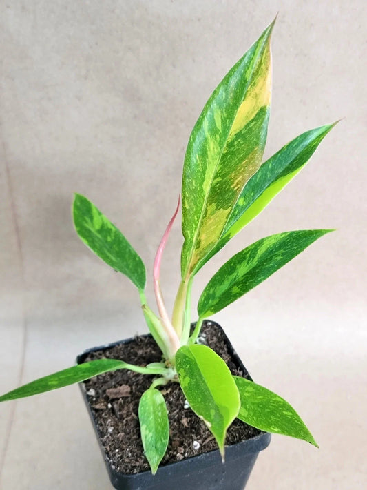 Rare Philodendron Ring of Fire Live Plant in 4” Pot – Variegated Tropical Aroid – Philodendron 'Ring of Fire'
