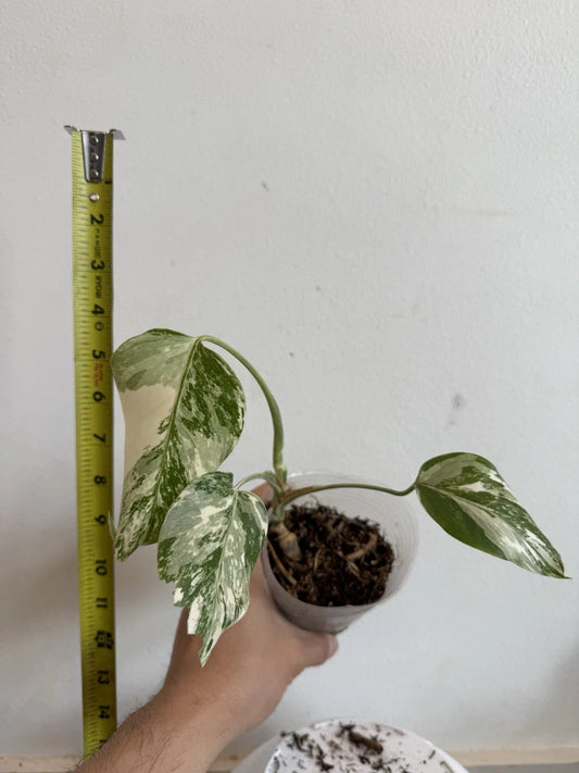 Rooted Variegated Monstera Albo Borsigiana Plant - Rare Houseplant - Monstera Deliciosa Var. Albo