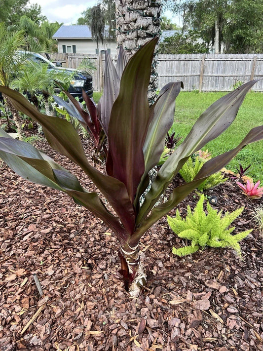 Crinum Lily Plant - Queen Emma Purple Variety - Crinum x powellii