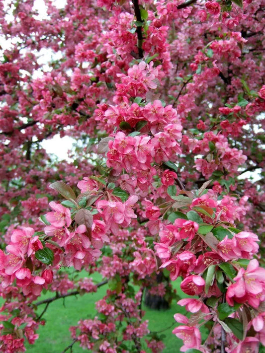 Adams Crabapple - 25+ Seeds for Garden Planting - Malus coronaria - USA