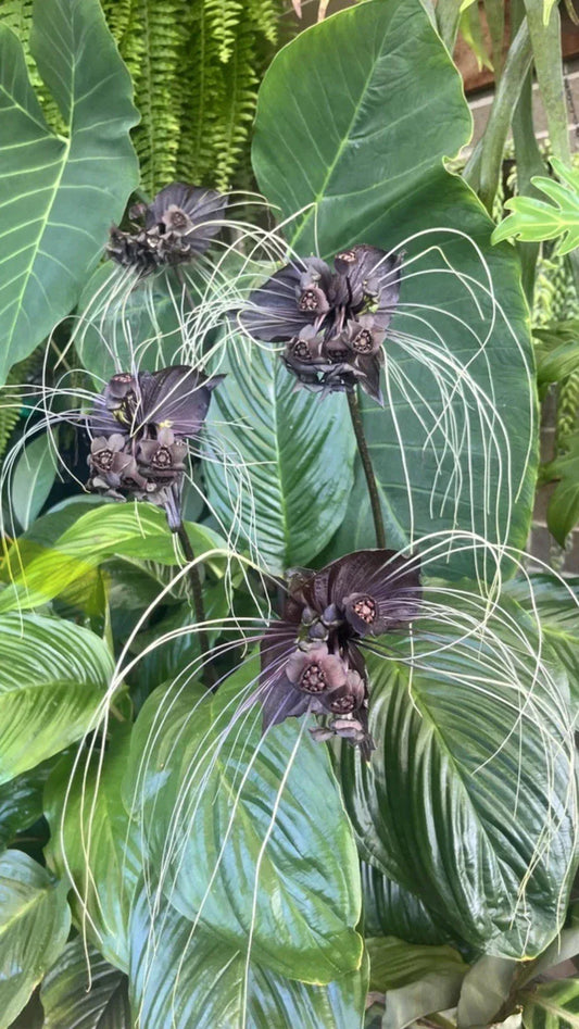 Black Bat Flower Starter Plant - Small Rooted Tacca chantrieri - Unique Black Lily Variety