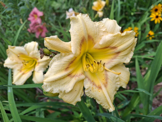 Daylily Bareroot Plant - Hemerocallis 'Camden Queen' - One Mature Eye